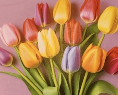 Tulpenpluktuin op zondag 29 maart